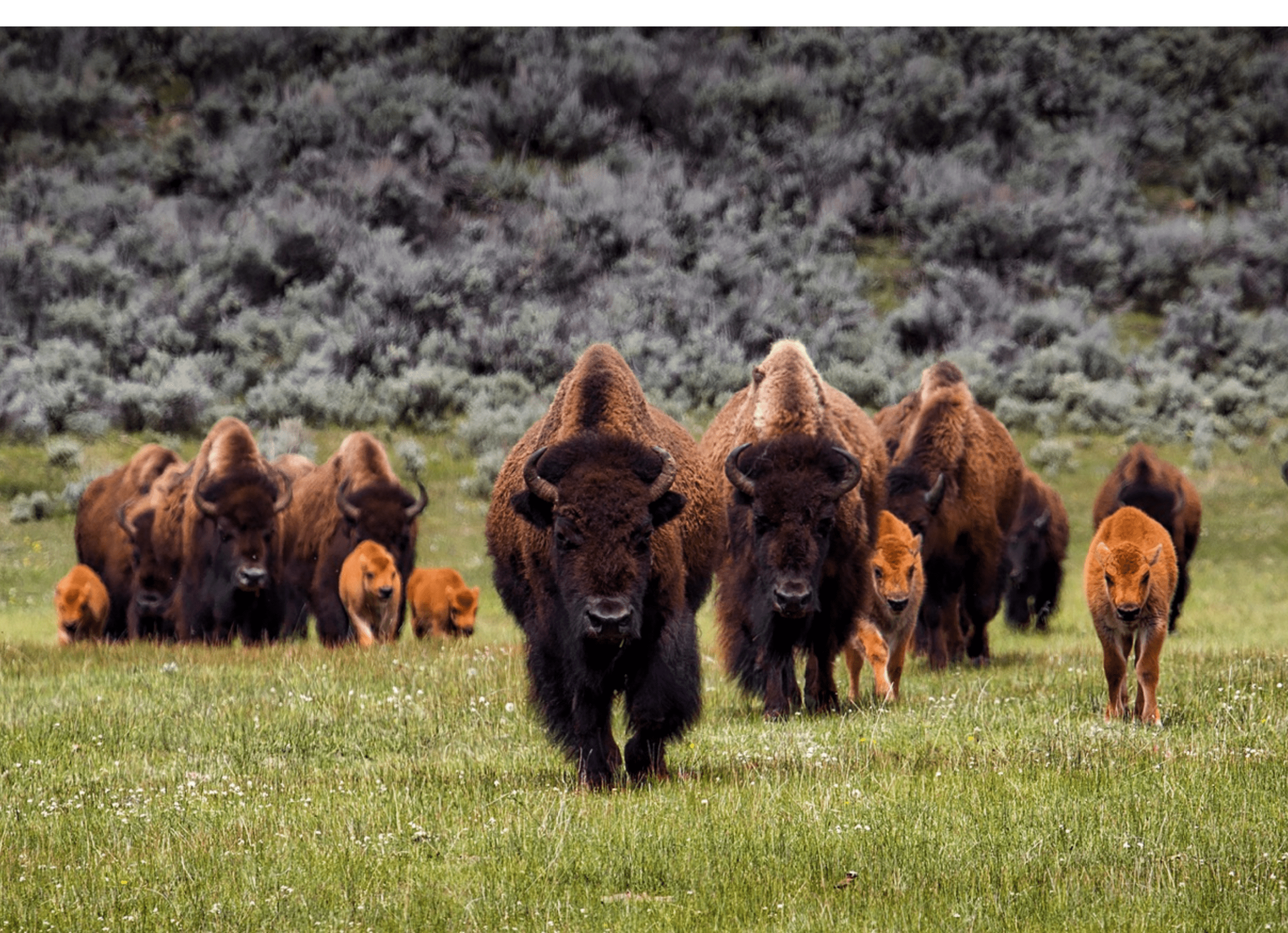 american bison herd