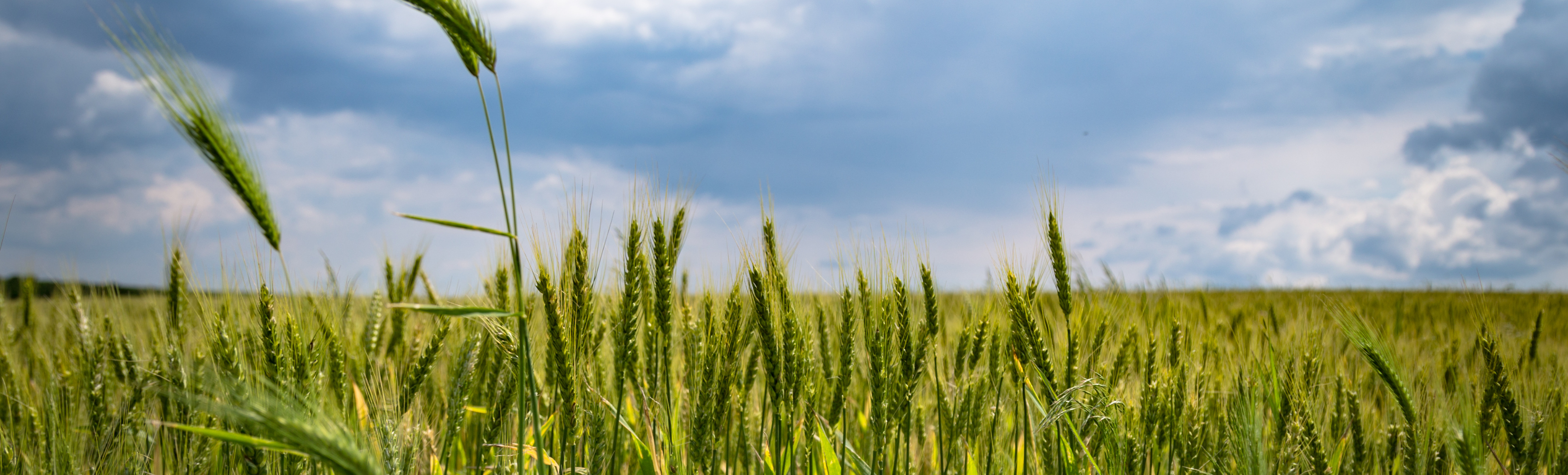 fields of wheat under blue skies