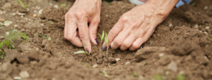 hands tending to a small plant in dark soil